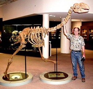 dromornis-petertrusler-2