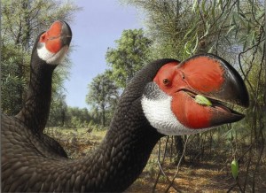 dromornis-petertrusler